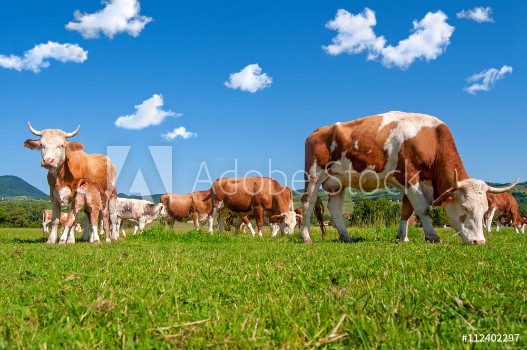 Picture of Cow herd in a field